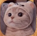 猫猫云VPN